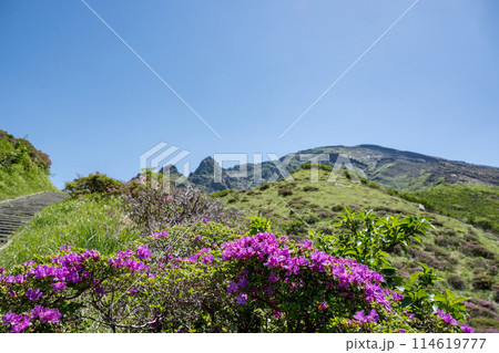 晴天の阿蘇仙酔峡に咲くミヤマ霧島 晴天の阿蘇仙酔峡に咲くミヤマ霧島 114619777