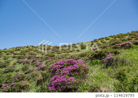 晴天の阿蘇仙酔峡に咲くミヤマ霧島 114619795