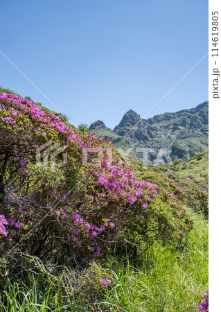 晴天の阿蘇仙酔峡に咲くミヤマ霧島 114619805