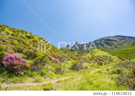 晴天の阿蘇仙酔峡に咲くミヤマ霧島 晴天の阿蘇仙酔峡に咲くミヤマ霧島 114619815
