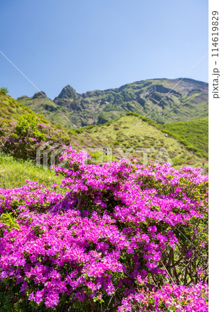 晴天の阿蘇仙酔峡に咲くミヤマ霧島 晴天の阿蘇仙酔峡に咲くミヤマ霧島 114619829