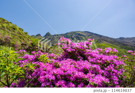 晴天の阿蘇仙酔峡に咲くミヤマ霧島 114619837