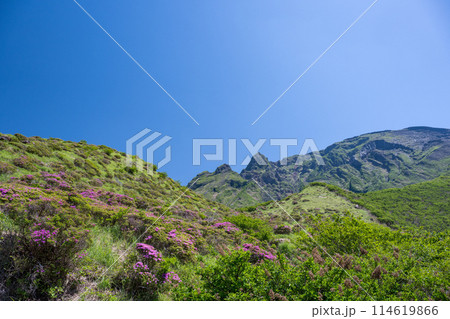 晴天の阿蘇仙酔峡に咲くミヤマ霧島 114619866