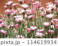 ローダンセマム 114619934