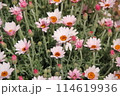 アップのローダンセマム 114619936