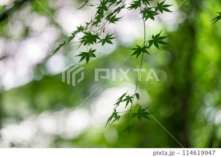 青紅葉が美しい新緑の風景 114619947