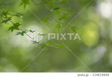 青紅葉が美しい新緑の風景 114619948