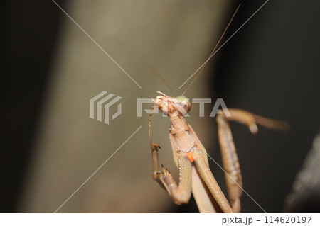 夜のカマキリの顔 夜のカマキリの顔 114620197