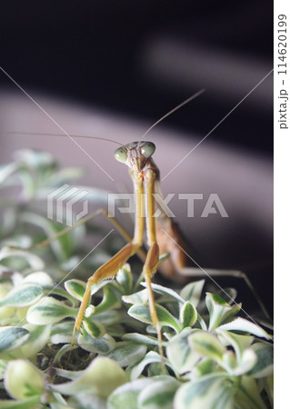 夜のカマキリ 114620199