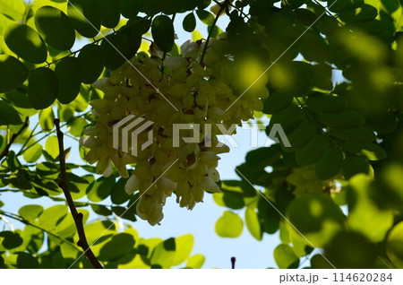 白いニセアカシア(ハリエンジュ)の花 白いニセアカシア(ハリエンジュ)の花 114620284