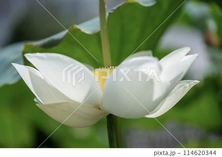 白い蓮の花 114620344