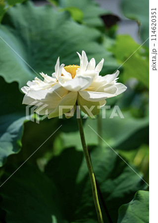 白い蓮の花 114620351