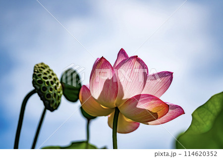 青空に咲く蓮 114620352