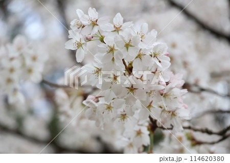 満開のソメイヨシノの花が咲く枝をアップで撮影して風景 満開のソメイヨシノの花が咲く枝をアップで撮影して風景 114620380
