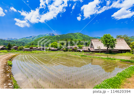 日本の原風景　世界遺産　白川郷 114620394