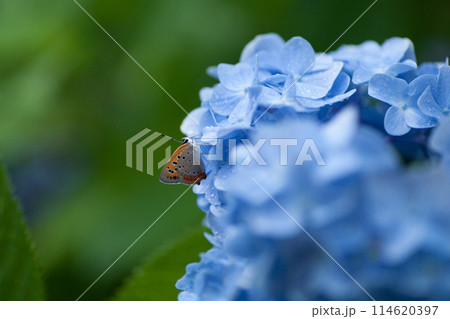 梅雨の青い紫陽花と蝶 114620397