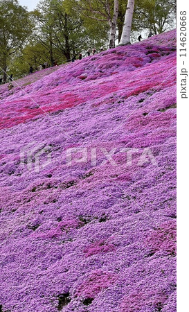 芝桜 114620668