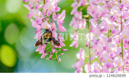 ハチと藤の花 ハチと藤の花 114620699