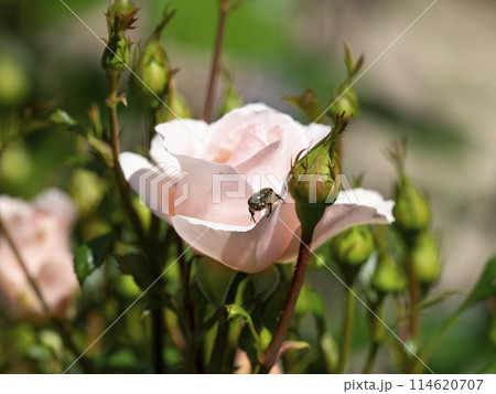 薔薇の花に潜るハナムグリ 114620707