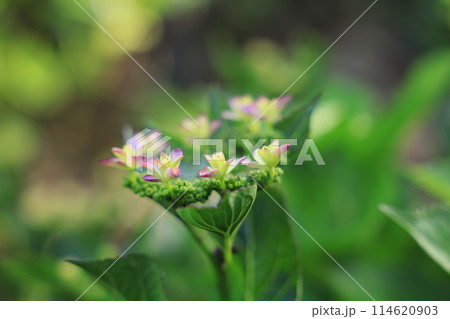 紫陽花 114620903