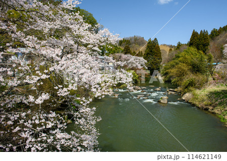 三春町の桜と大滝根川・斎藤の湯 元湯 下の湯周辺(福島県) 三春町の桜と大滝根川・斎藤の湯 元湯 下の湯周辺(福島県) 114621149