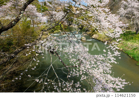 三春町の桜と大滝根川・斎藤の湯 元湯 下の湯周辺(福島県) 三春町の桜と大滝根川・斎藤の湯 元湯 下の湯周辺(福島県) 114621150