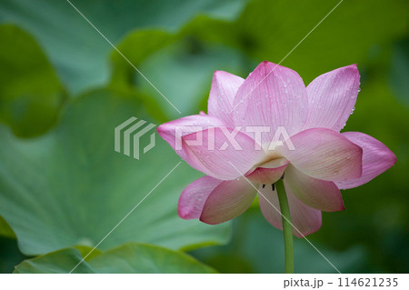 神秘的なピンク色の蓮の花 114621235