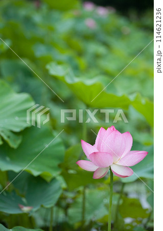 神秘的なピンク色の蓮の花 114621236