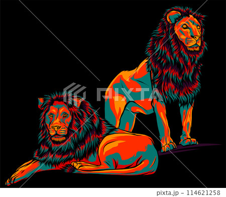 two lion. Vector illustration isolated on black background 114621258