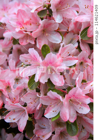 春、満開のつつじ 春、満開のつつじ 114621409