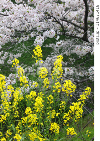 千鳥ヶ淵の菜の花と桜 千鳥ヶ淵の菜の花と桜 114621416