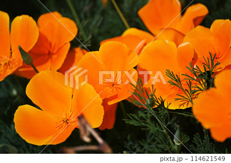 花菱草 114621549