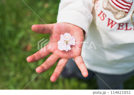 花びらを差し出す小さな子ども 114621852