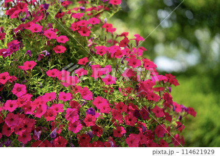 赤いペチニアの花 114621929