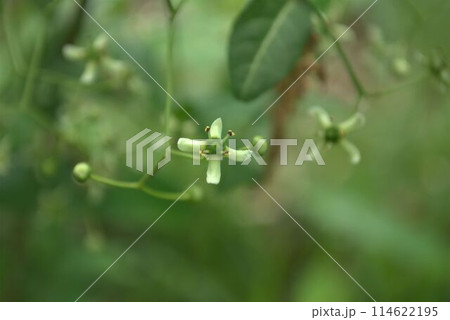 小さなコマユミの花 小さなコマユミの花 114622195