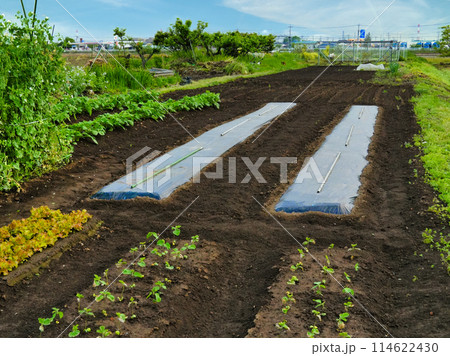 5月の畑・菜園の風景 114622430