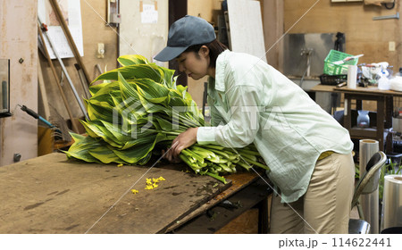 植物の出荷作業をする女性 植物の出荷作業をする女性 114622441
