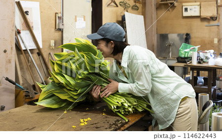 植物の出荷作業をする女性 114622443