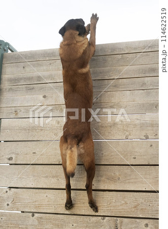 training of belgian shepherd 114622519