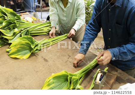 植物の出荷作業をする花卉生産者さん 植物の出荷作業をする花卉生産者さん 114622558