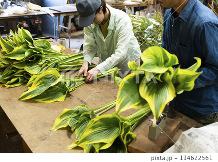 植物の出荷作業をする花卉生産者さん 植物の出荷作業をする花卉生産者さん 114622561