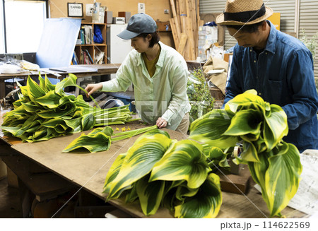 植物の出荷作業をする花卉生産者さん 植物の出荷作業をする花卉生産者さん 114622569