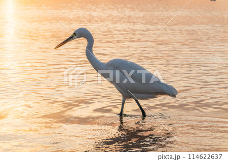 Great egret (Ardea alba), a medium-sized white heron fishing on the sea beach Great egret (Ardea alba), a medium-sized white heron fishing on the sea beach 114622637
