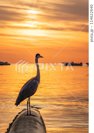 A heron hunting in the sea in the sunset or sunrise light A heron hunting in the sea in the sunset or sunrise light 114622640