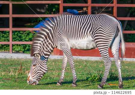 Grevy's zebra, lat Equus grevyi, also known as the imperial zebra eats green grass. Grevy's zebra, lat Equus grevyi, also known as the imperial zebra eats green grass. 114622695