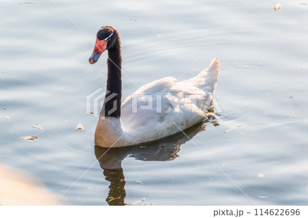 The black-necked swan, Cygnus melancoryphus, is a swan that is the largest waterfowl native to South America. The body plumage is white with a black neck and head and greyish bill The black-necked swan, Cygnus melancoryphus, is a swan that is the largest waterfowl native to South America. The body plumage is white with a black neck and head and greyish bill 114622696