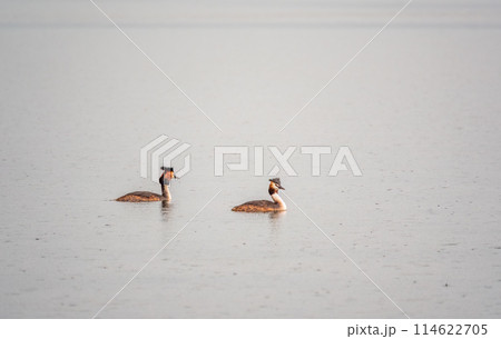 Two Great Crested Grebes swim in the lake Two Great Crested Grebes swim in the lake 114622705