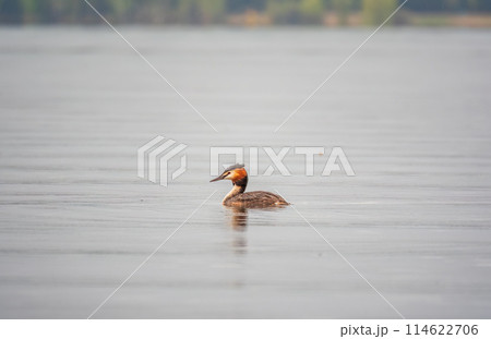 The waterfowl bird Great Crested Grebe swimming in the calm lake The waterfowl bird Great Crested Grebe swimming in the calm lake 114622706