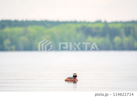 Horned grebe swimming in the lake Horned grebe swimming in the lake 114622714