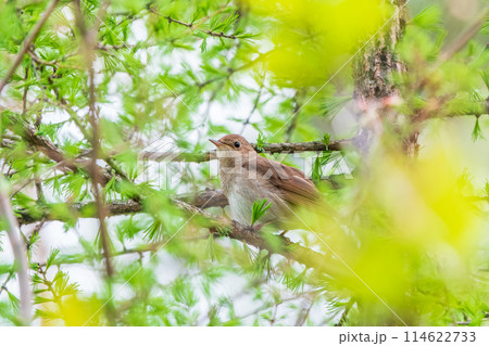 Thrush Nightingale, Luscinia luscinia. A bird sits on a tree branch and sings Thrush Nightingale, Luscinia luscinia. A bird sits on a tree branch and sings 114622733